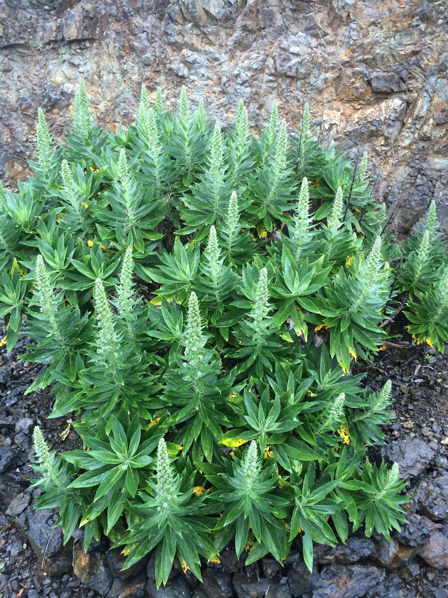 Imagem de Echium acanthocarpum Svent.