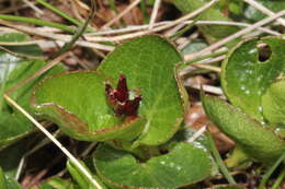 Image of snowbed willow