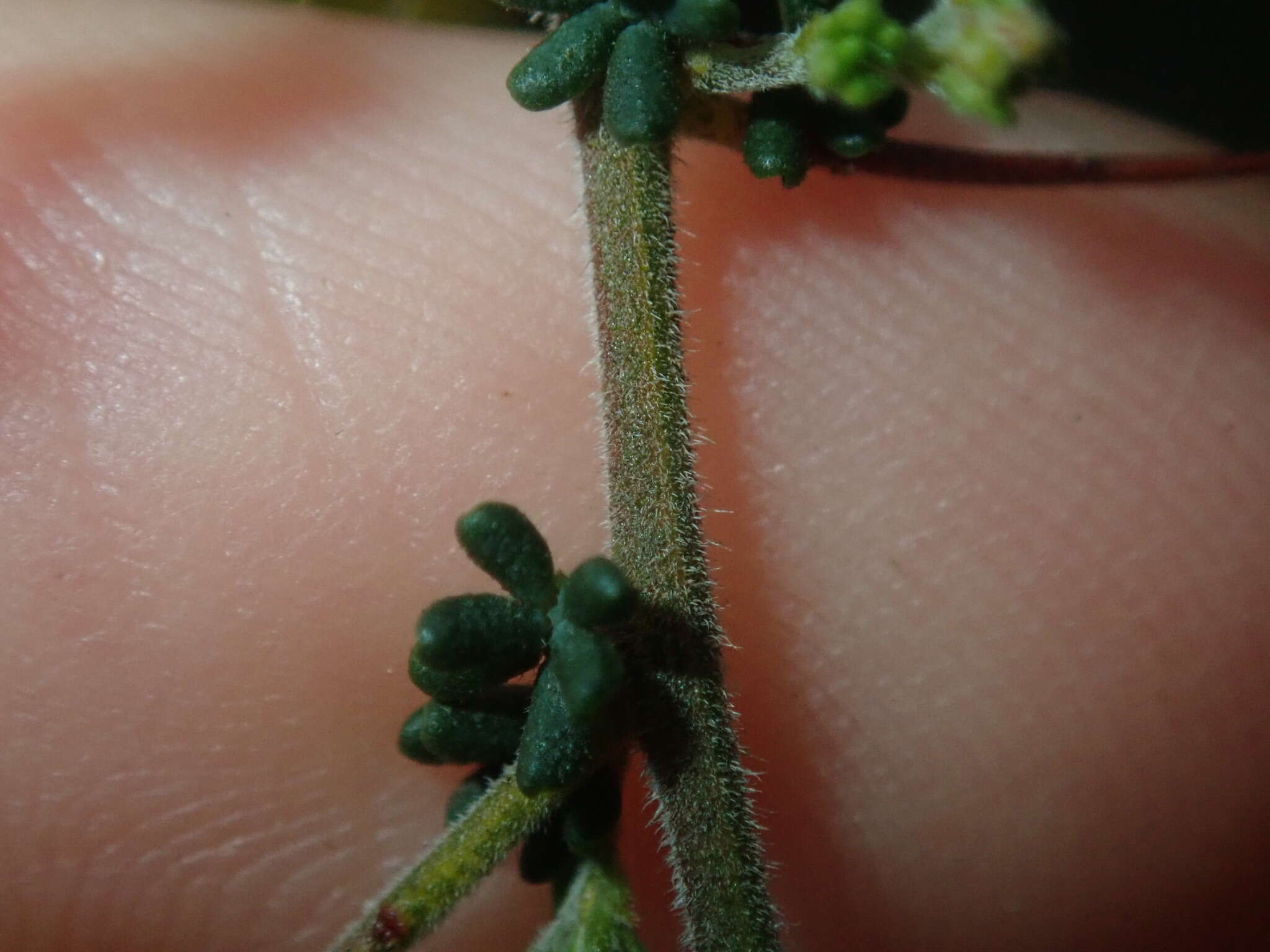 Image of Acacia lasiocarpa Benth.