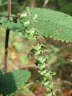 Слика од Teucrium scorodonia L.