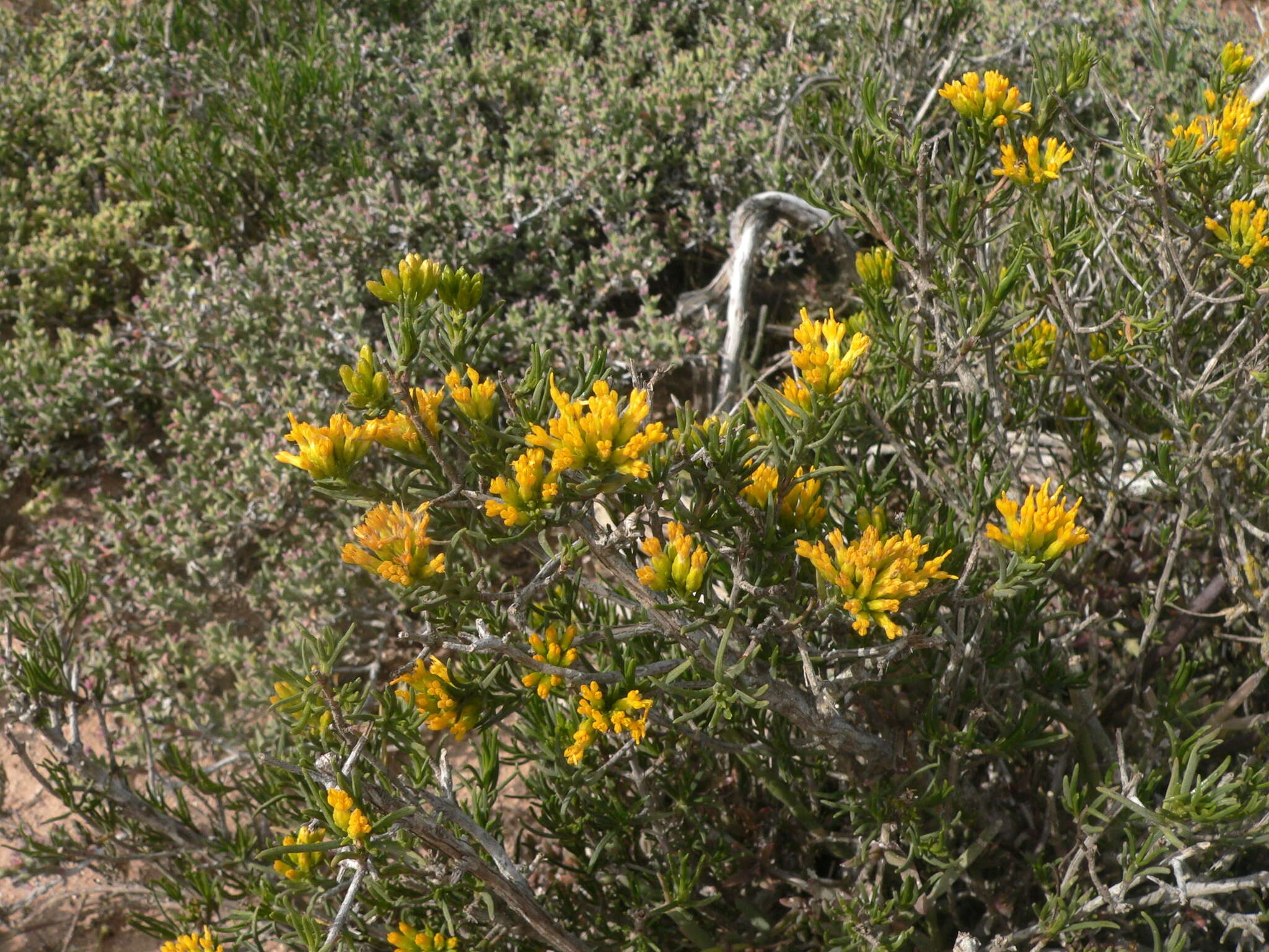 Image of Pteronia paniculata Thunb.