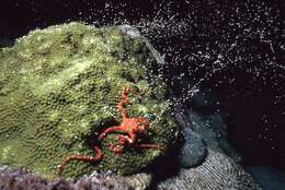 Image of boulder star coral