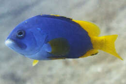 Image of Blue And Yellow Grouper