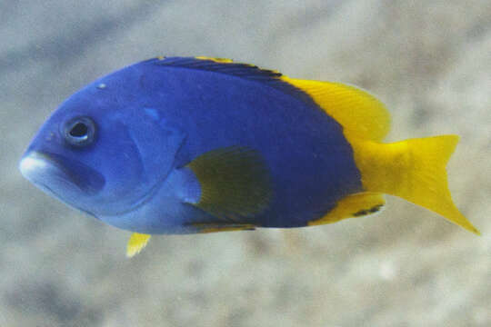 Epinephelus flavocaeruleus (Lacepède 1802) resmi