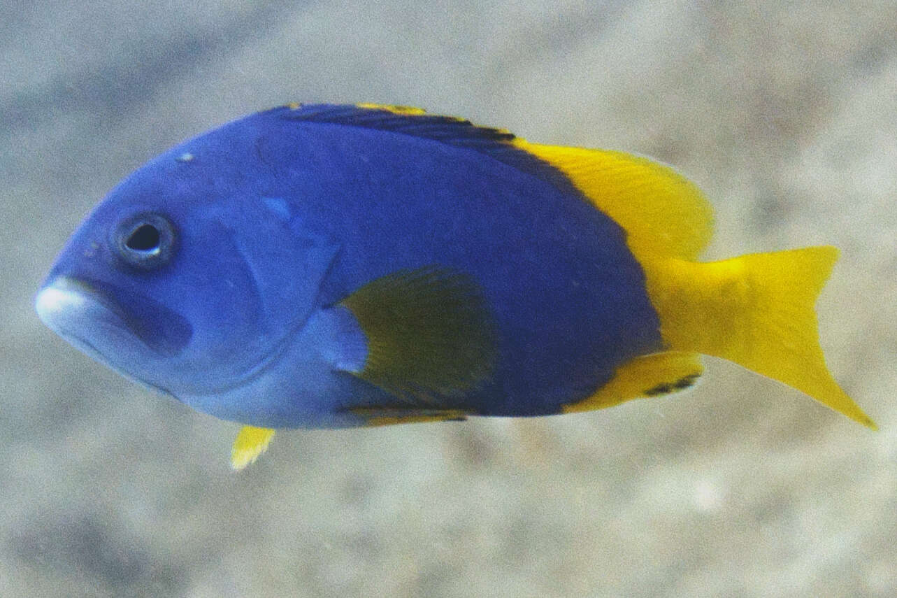 Image of Blue And Yellow Grouper