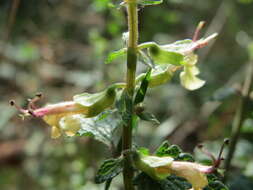 Слика од Teucrium scorodonia L.