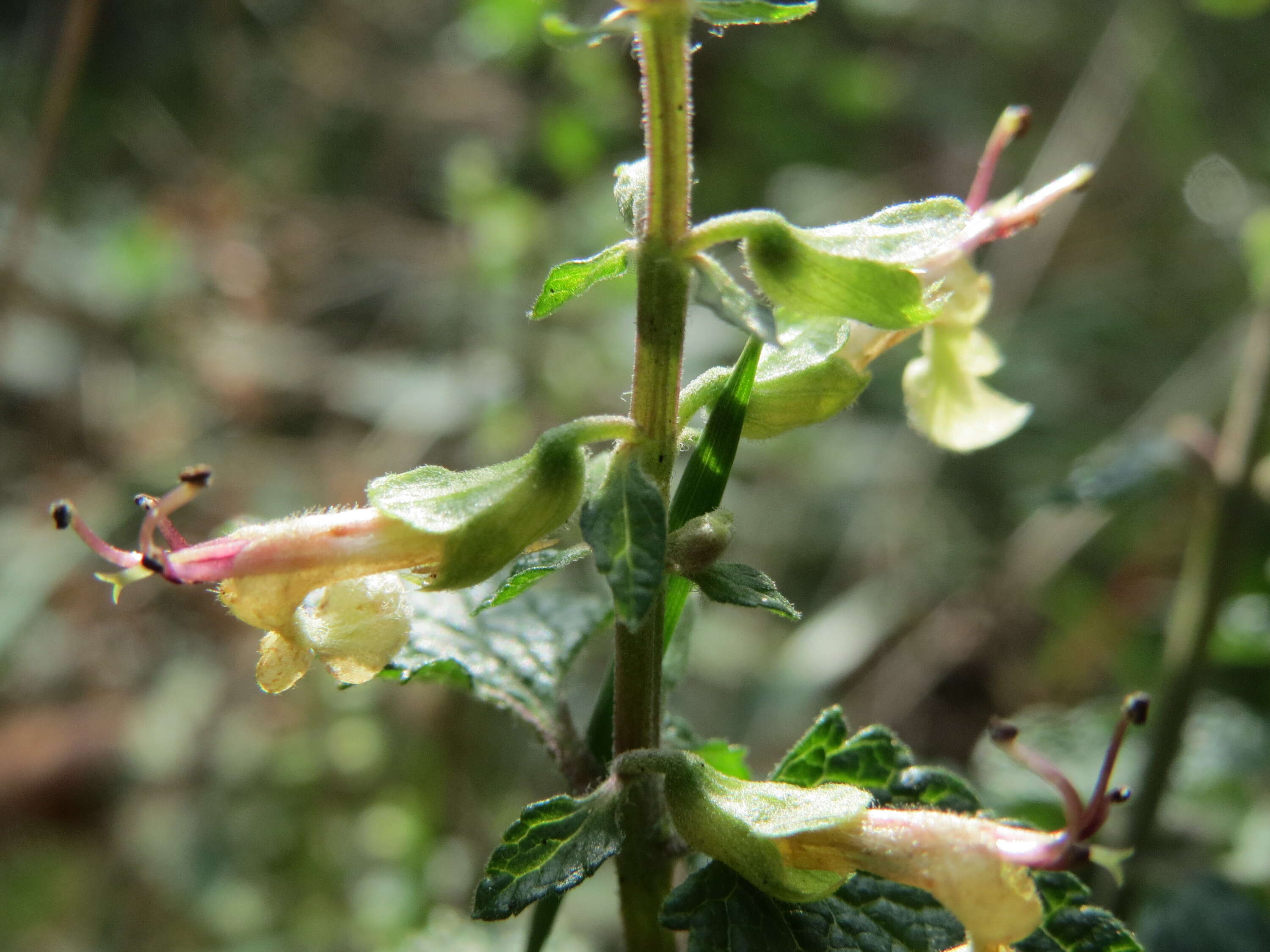 Слика од Teucrium scorodonia L.