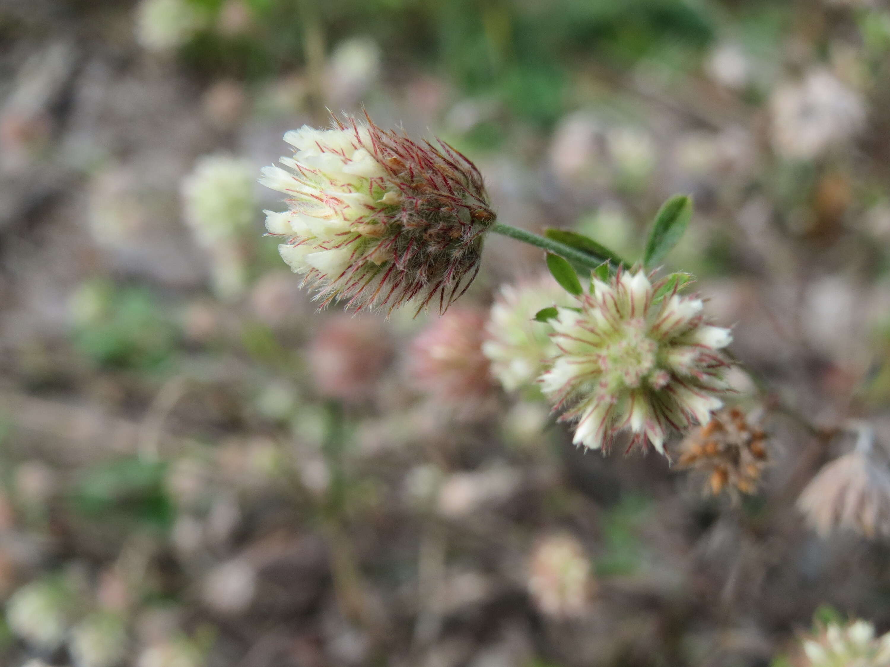 Image of Hare's-foot Clover