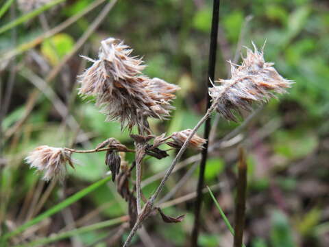 Imagem de Trifolium arvense L.