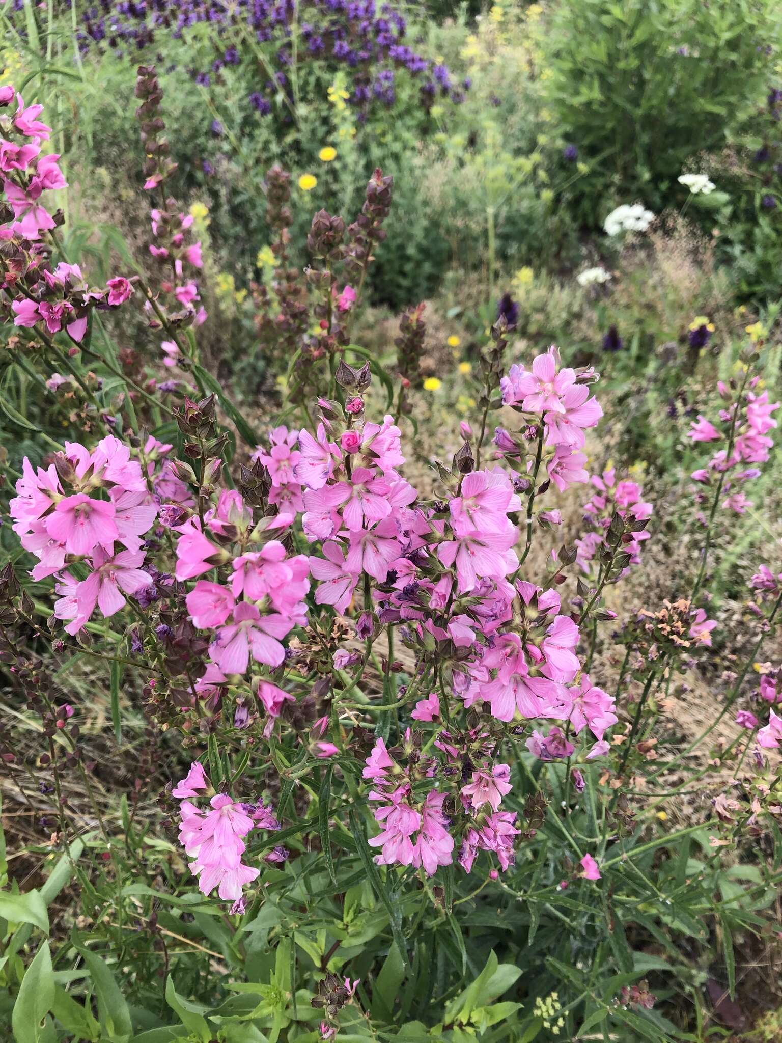 Image of dwarf checkerbloom