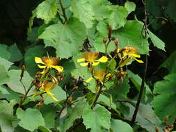 Image de Erinocarpus nimmonii Nimmo ex J. Grah.