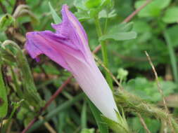 Image of tall morning-glory