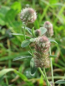 Image of Hare's-foot Clover