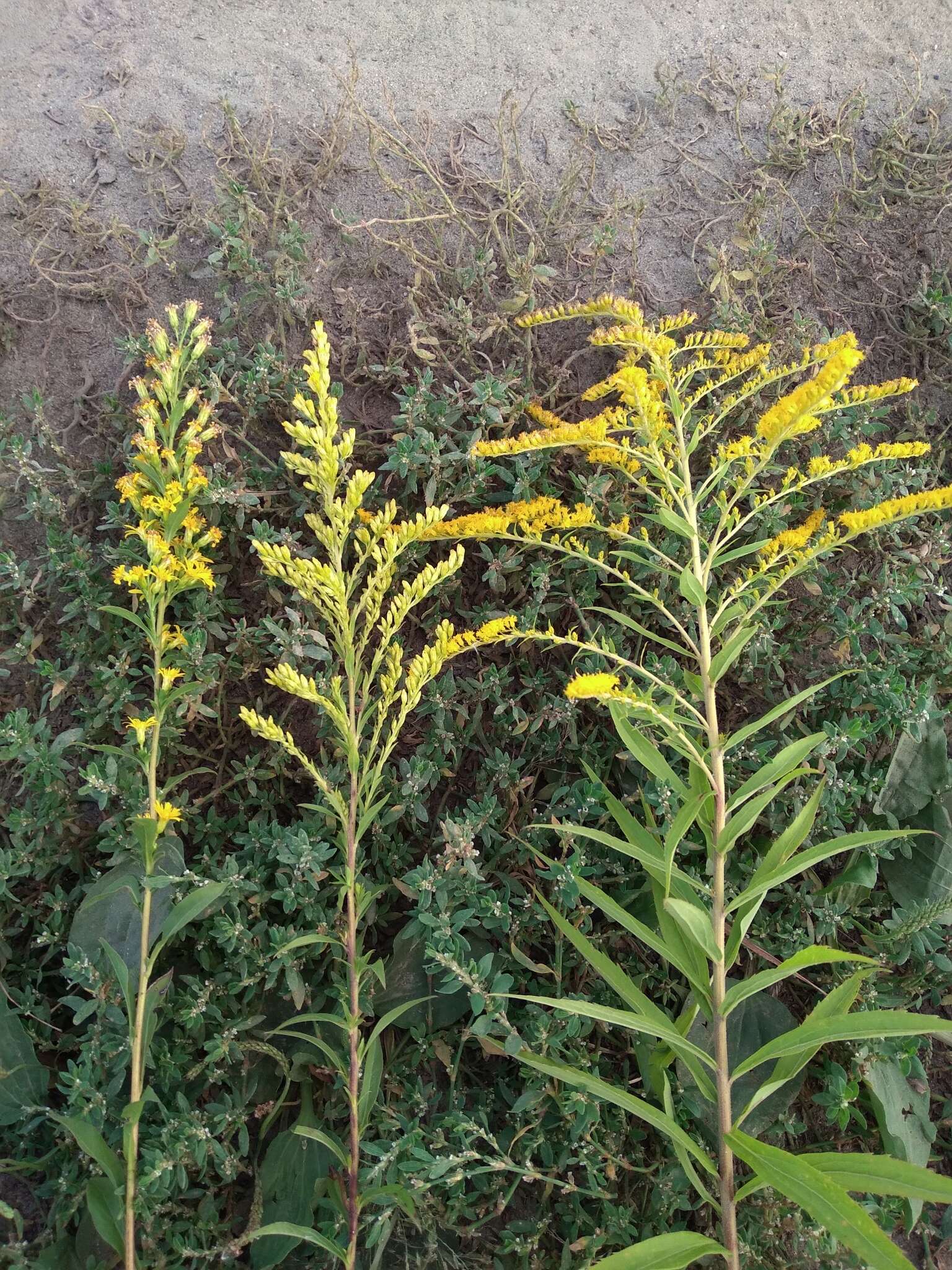 <i>Solidago</i> × <i>niederederi</i> resmi