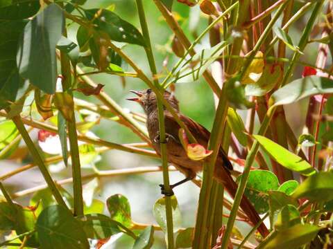 Image of Brown-capped Tit-Spinetail