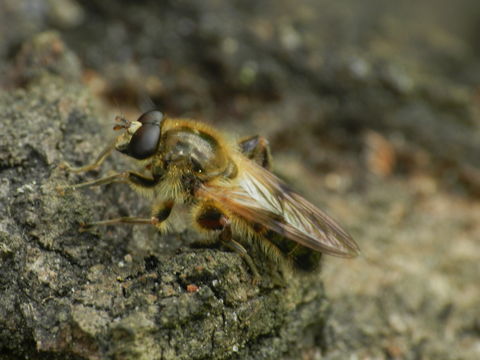 Image of <i>Brachypalpus laphriformis</i>