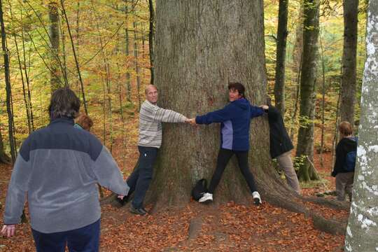 Image of Silver Fir