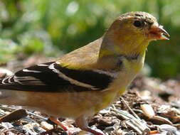 Image of American Goldfinch