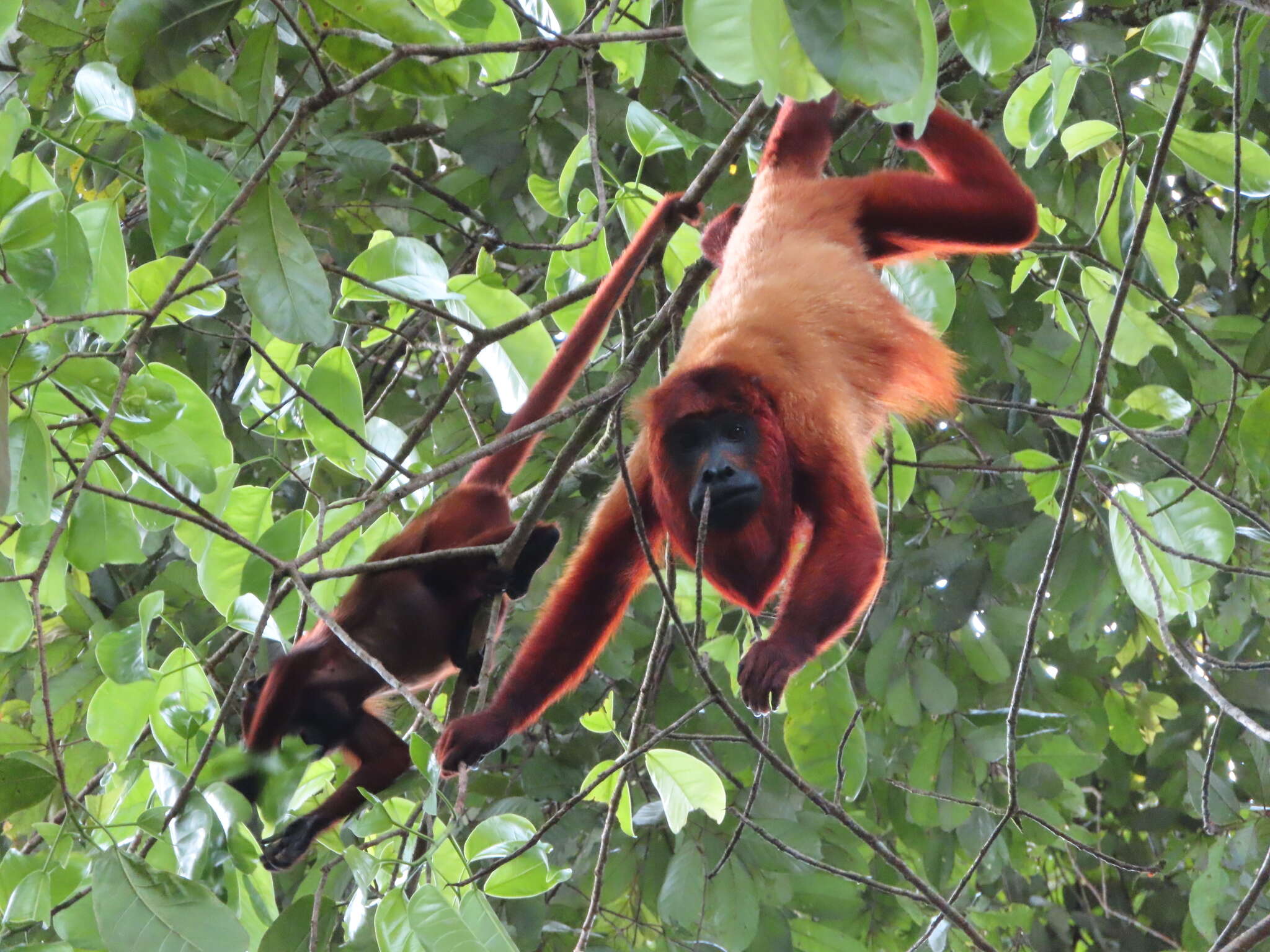 Alouatta macconnelli Elliot 1910的圖片