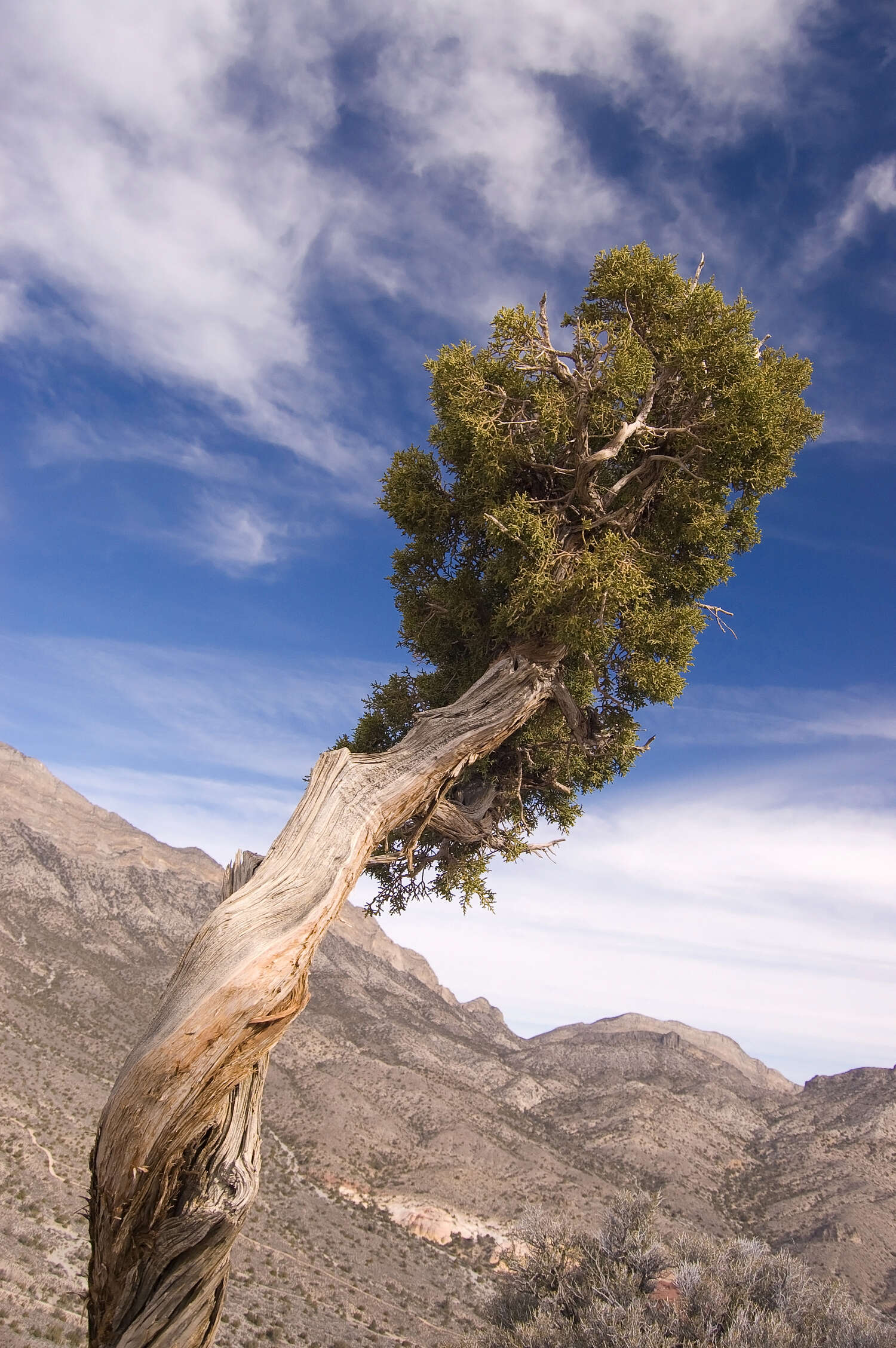 Image of Bigberry Juniper