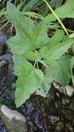 Image of Althaea × taurinensis