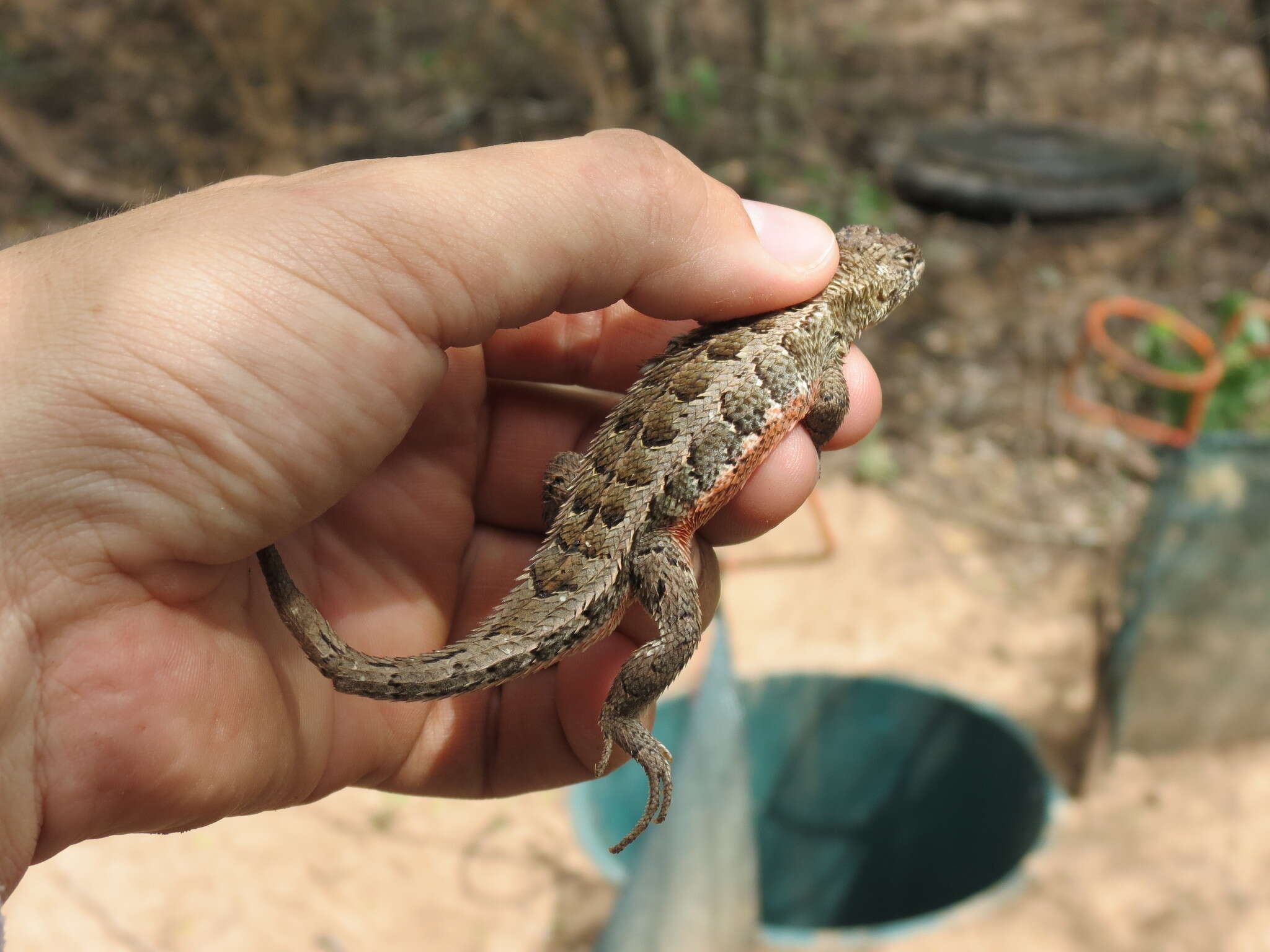 Image of Stenocercus doellojuradoi (Freiberg 1944)