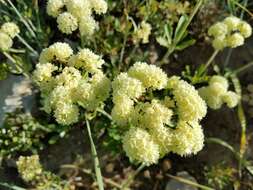 Image of parsnipflower buckwheat