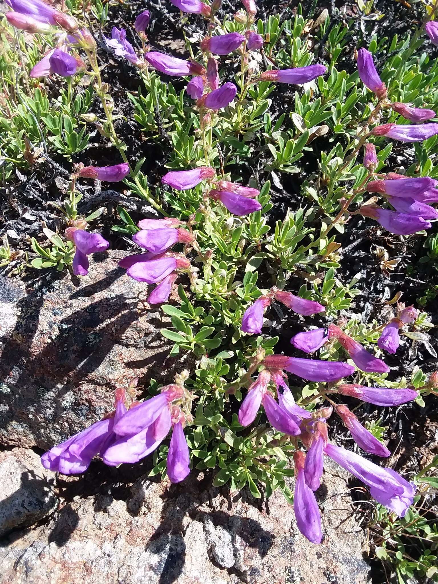 Слика од Penstemon fruticosus (Pursh) Greene