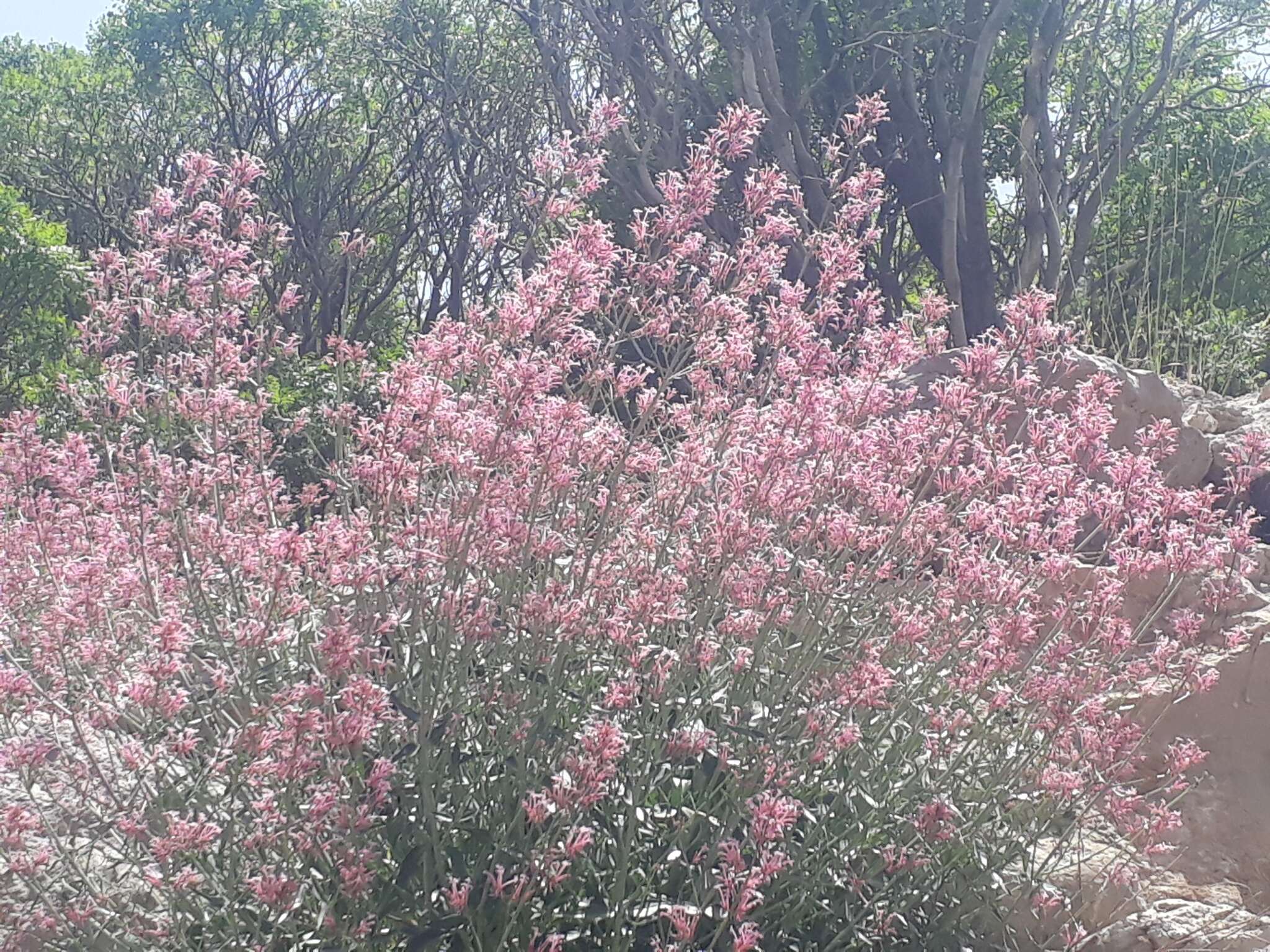 Image of Centranthus longiflorus Stev.