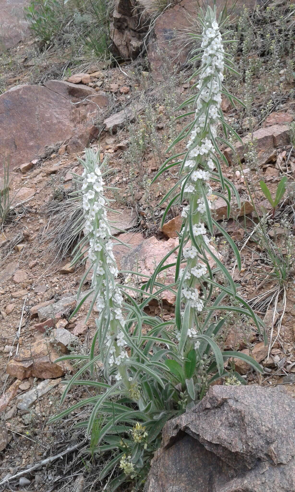 Image of miner's candle