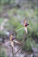 Image of Plain-lip spider orchid