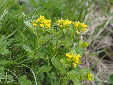 Image of Draba japonica Maxim.