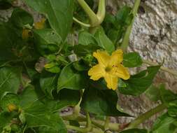 Image of Four o'Clock flower