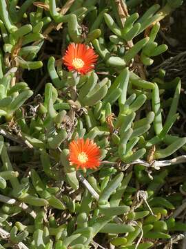 Image of Carpobrotus acinaciformis (L.) L. Bol.