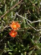 Image of Carpobrotus acinaciformis (L.) L. Bol.