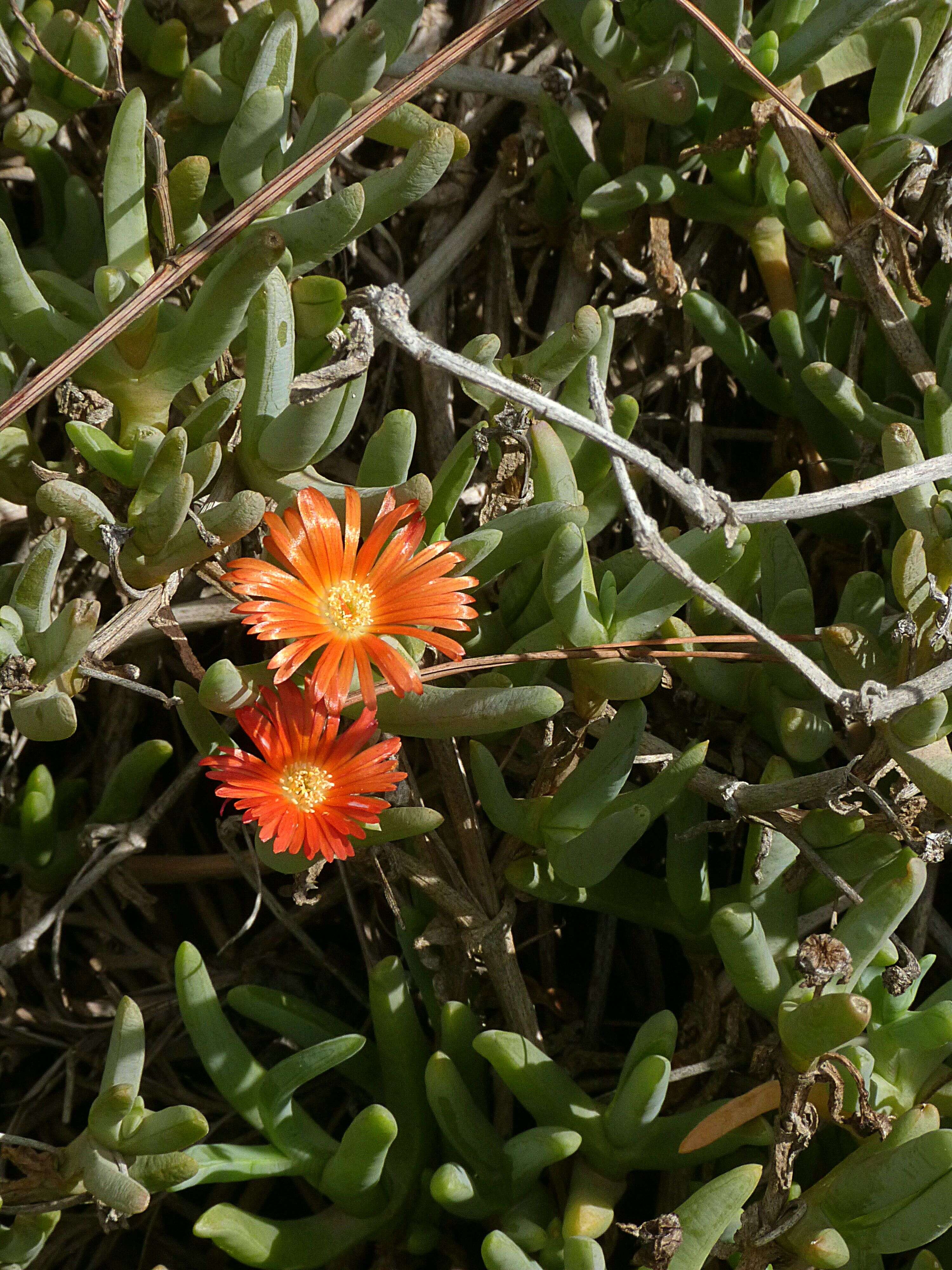 Image of Carpobrotus acinaciformis (L.) L. Bol.