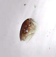 Image of Picripleuroxus striatus (Schödler 1862)