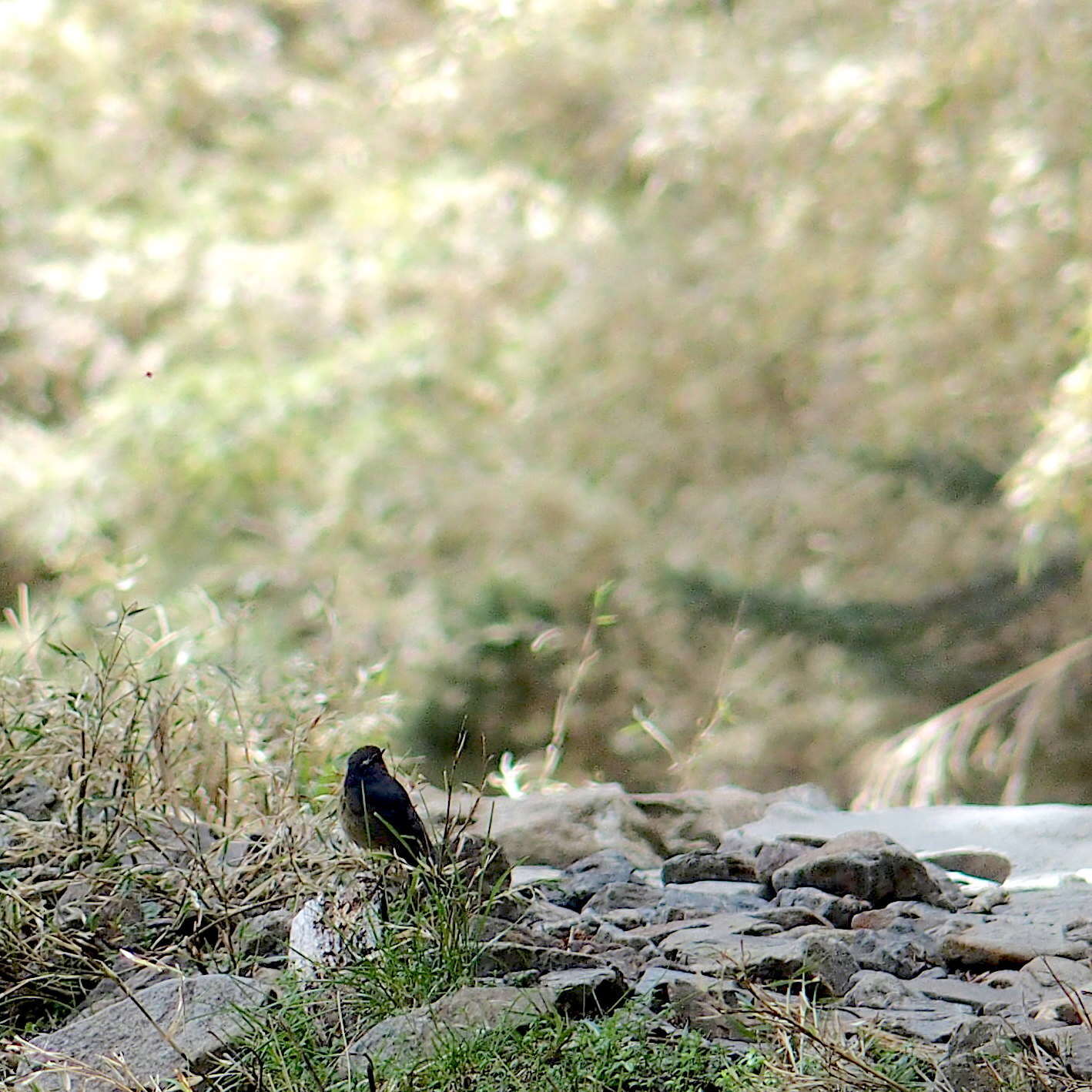 Image of White-browed Bush Robin