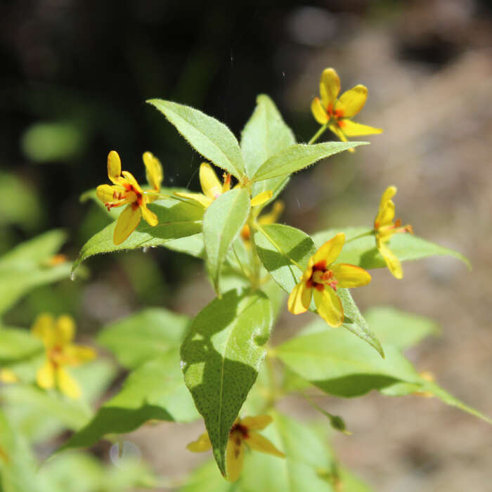 Image of whorled yellow loosestrife