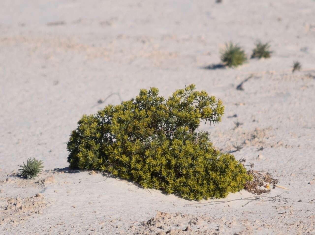 Image of sand fiddleleaf