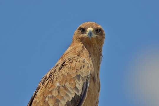 Image of Tawny Eagle