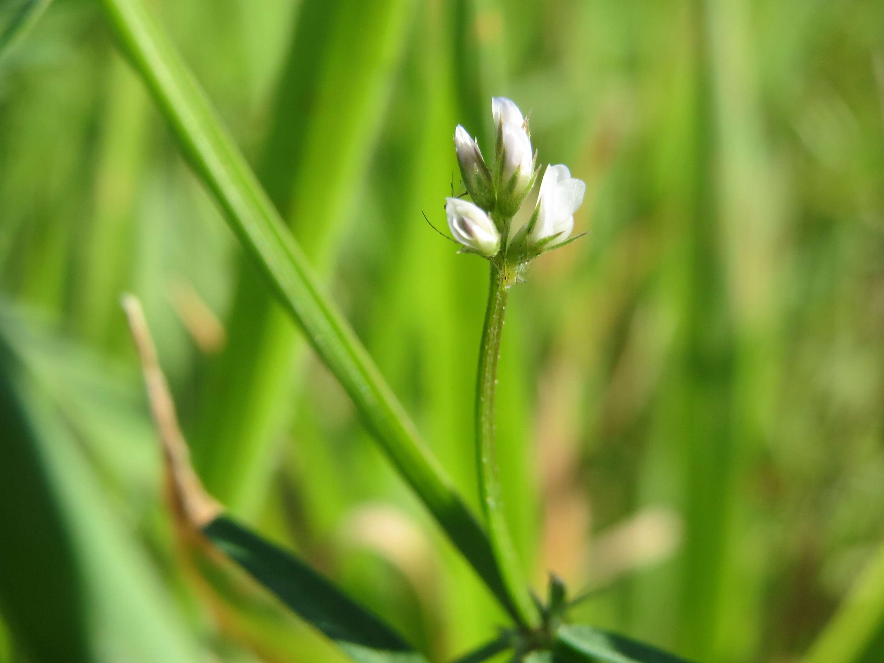 Image of Hairy Tare