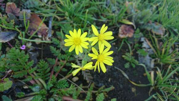 Plancia ëd Senecio vernalis Waldst. & Kit.