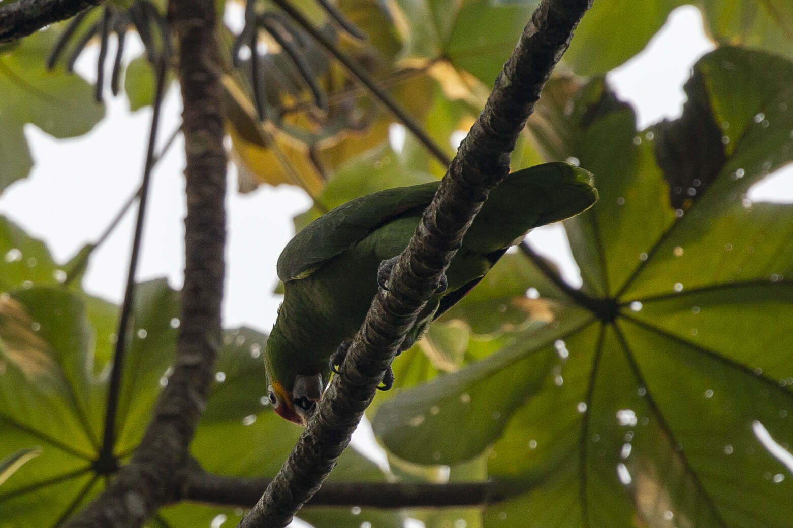 Image of Amazona autumnalis autumnalis (Linnaeus 1758)