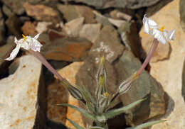 Image of cold-desert phlox