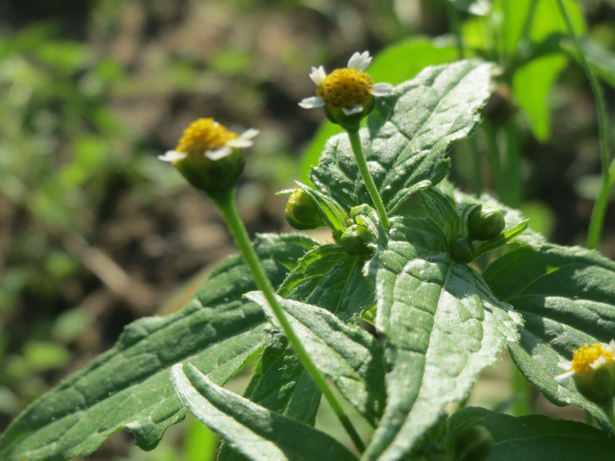 Galinsoga parviflora Cav. resmi