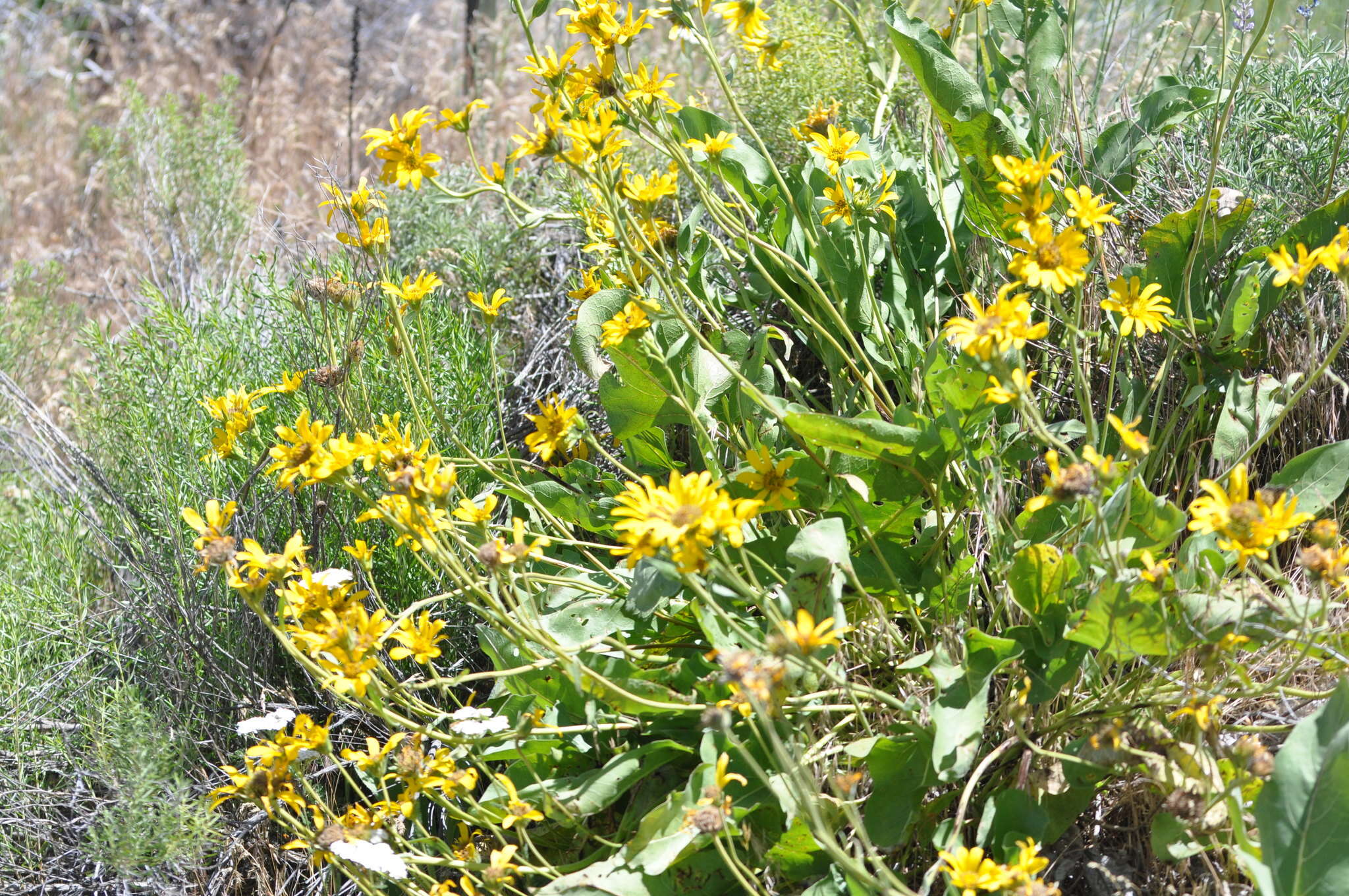 Image of Carey's balsamroot