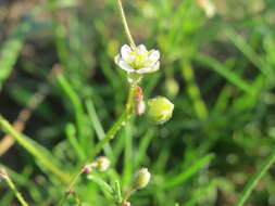 Spergula arvensis L. resmi