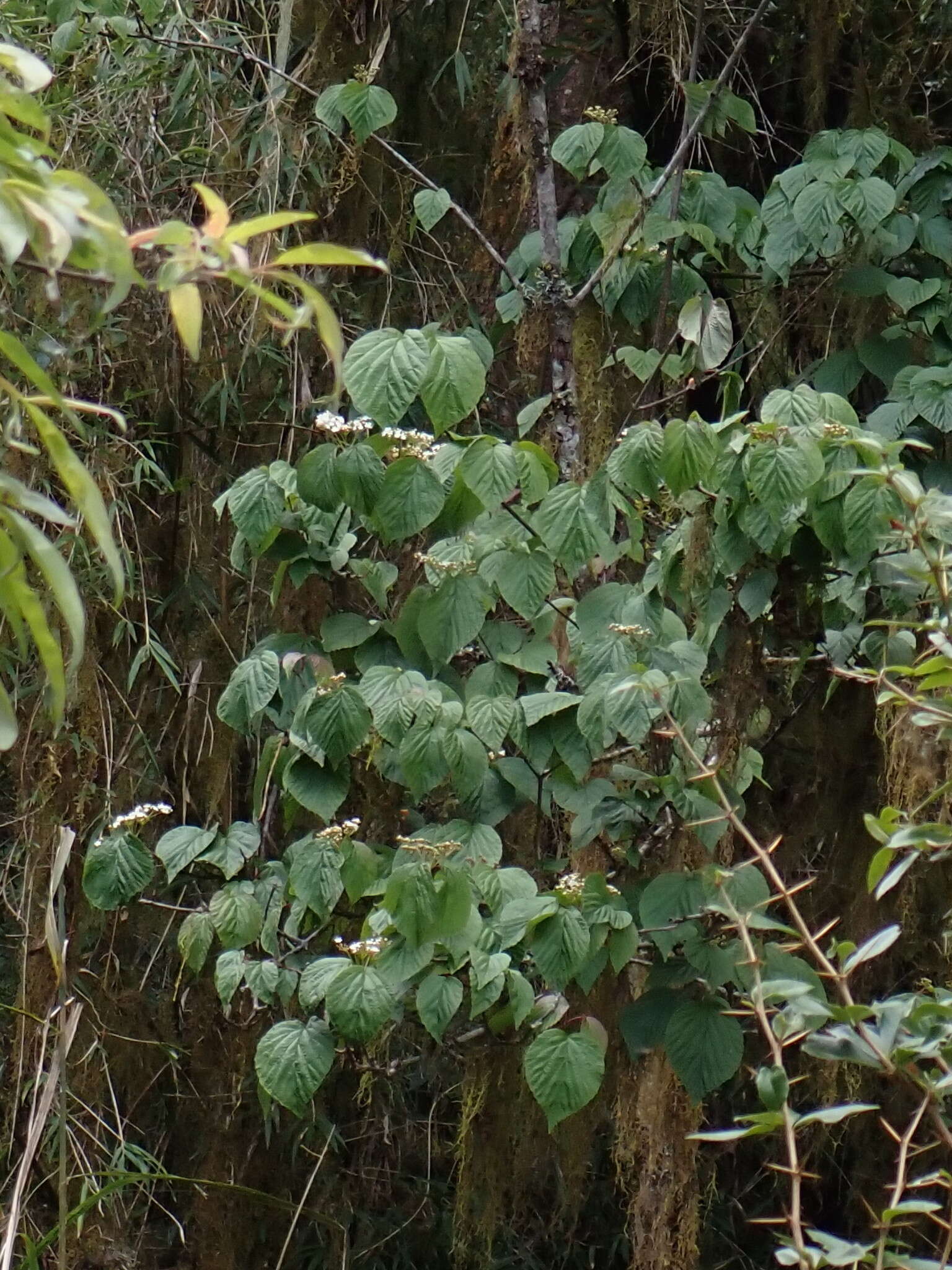 Image de Viburnum betulifolium Batalin