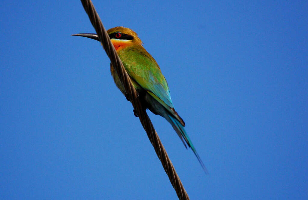 Image of Blue-tailed Bee-eater